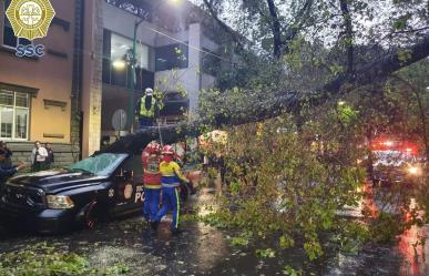 Cae árbol sobre patrulla de la SSC frente a sede policial en la Zona Rosa