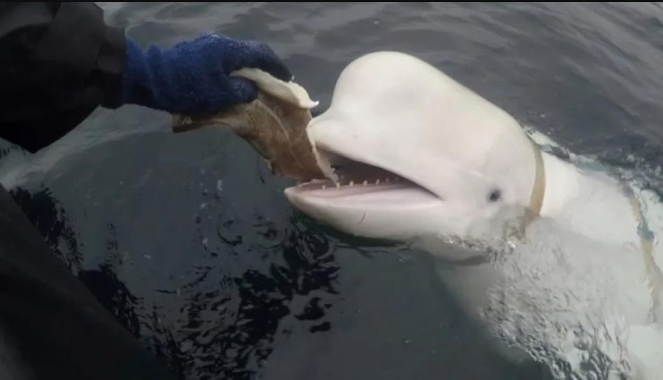 Hvaldimir, la supuesta ballena espía de Rusia, en aguas noruegas. (Foto. Jorgen Ree Wiig/Dirección de Pesca de Noruega)