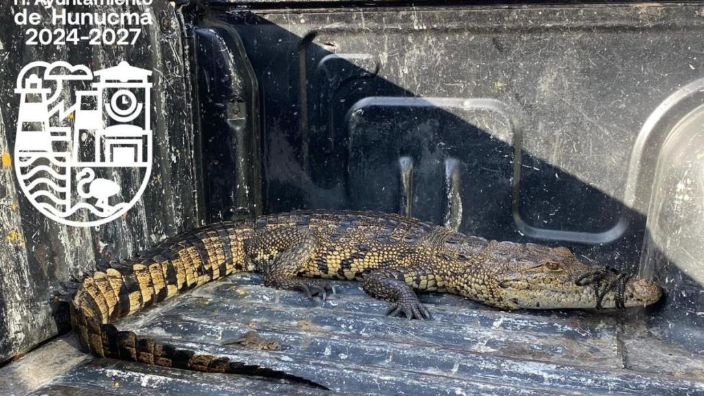 Cocodrilo intenta morder a una mujer en el municipio de Hunucmá, Yucatán