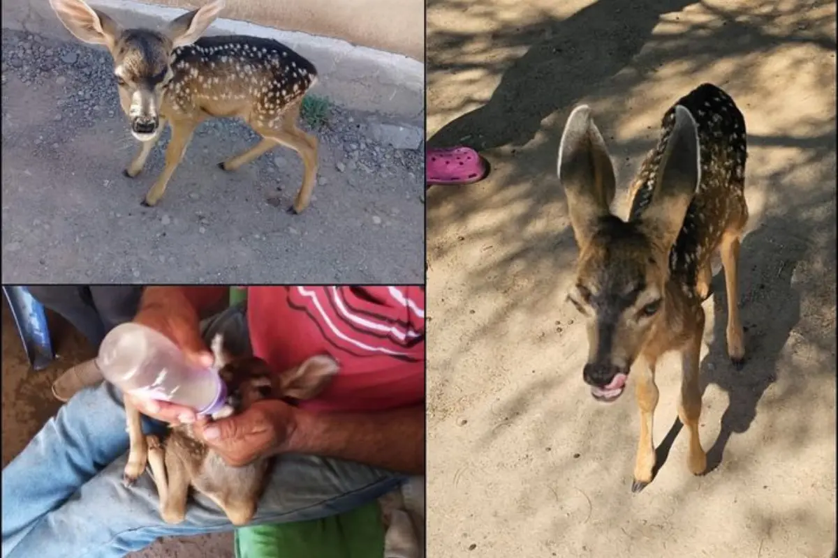 Cría de venado rescatada. Foto: Miguel A. Pérez Salvatierra