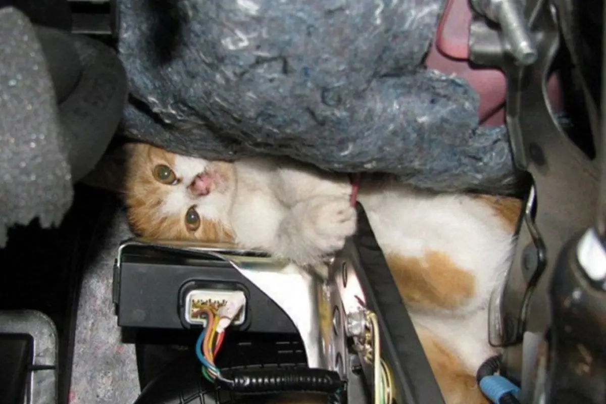 Gato atrapado en motor. Foto: X