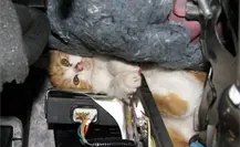 Revisa tu motor antes de arrancar: podría haber un gato en él