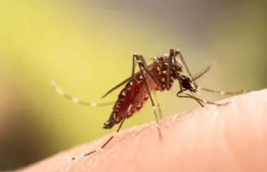 Hay 2000 casos de dengue confirmados en Veracruz; la entidad 14 en contagios