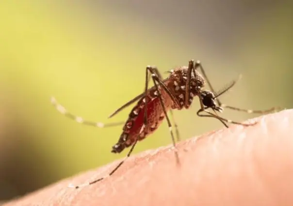 Hay 2000 casos de dengue confirmados en Veracruz; la entidad 14 en contagios