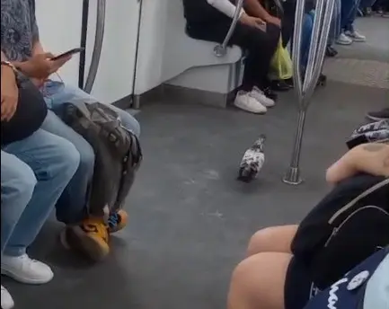 Paloma se filtra en el Metro y viaja entre los usuarios (VIDEO)