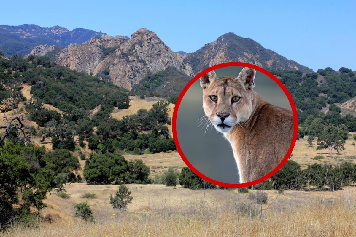 En esta foto de archivo, tomada el 1 de julio de 2018, aparece el Parque Estatal de Malibu Creek cerca de Calabasas, California. (AP Foto/John Antczak, Archivo)