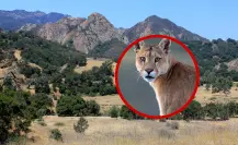 Puma ataca a niño en parque de EU; encuentran y sacrifican al animal