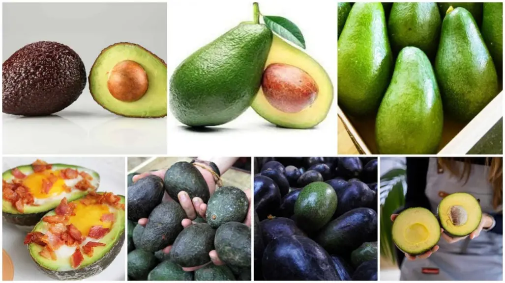 Descubre los 7 tipos de aguacate en México ¡variedad de sabor!