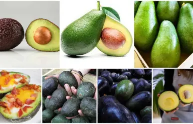 Descubre los 7 tipos de aguacate en México ¡variedad de sabor!