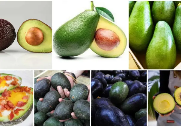 Descubre los 7 tipos de aguacate en México ¡variedad de sabor!