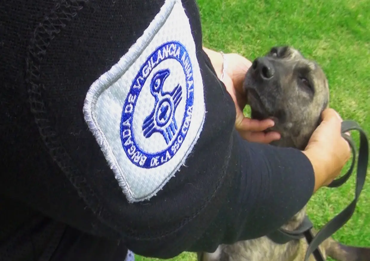 Brigada de Vigilancia Animal de la Ciudad de México.     Foto: Especial