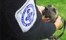 ¿Sabes dónde denunciar maltrato animal en la CDMX? Conoce a la BVA
