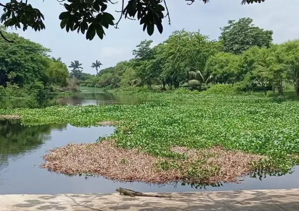 Crisis en Sistema Lagunario de Tampico: 50% de las Hectáreas Invadidas por Lirio