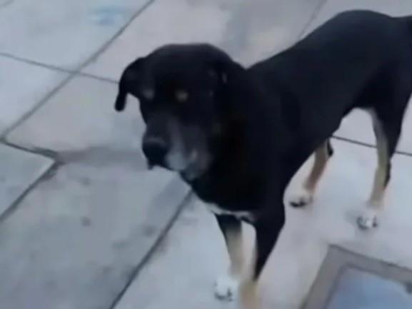 Perro lastimado se dirige solo con una veterinaria