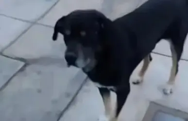 Perro lastimado se dirige solo con una veterinaria