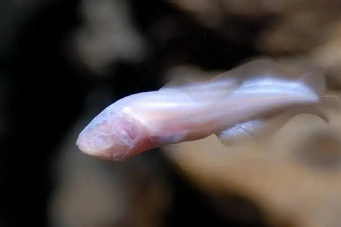 La Dama Blanca es una especie marina que se caracteriza por no tener ojos y su hábitat se encuentra en la profundidad de los cenotes.- Foto cortesía