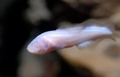 La Dama Blanca, pez fantasmal que vive en los cenotes de Yucatán
