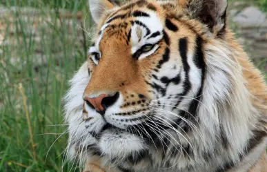 Se escapa tigre de zoológico en Reynosa; aún no lo localizan