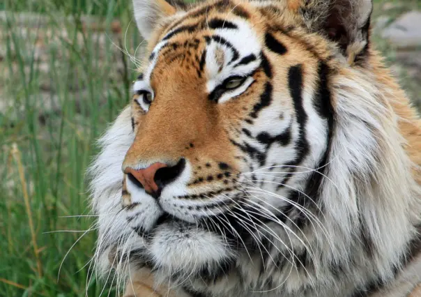 Se escapa tigre de zoológico en Reynosa; aún no lo localizan