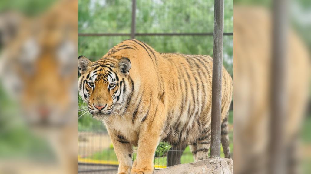 Escapa tigre de zoológico de Reynosa; PC alerta a la población