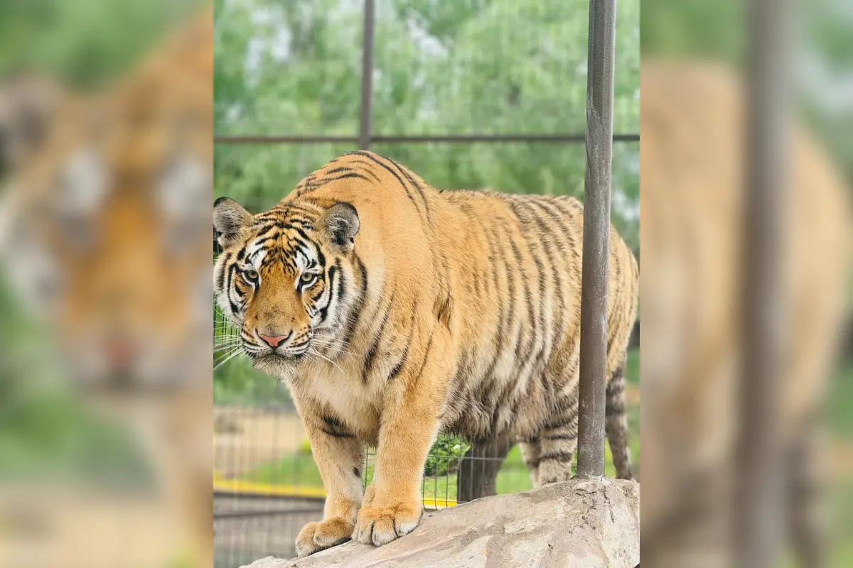 Tigre anunciado como atracción en la página de la Quinta La Fauna, lugar donde se reportó al felino extraviado. Foto: Quinta La Fauna