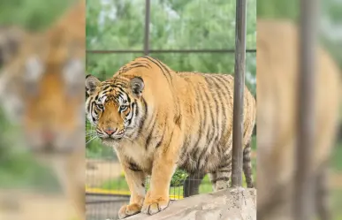 Escapa tigre de zoológico de Reynosa; PC alerta a la población