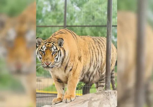 Escapa tigre de zoológico de Reynosa; PC alerta a la población