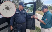 Alerta arácnida en Progreso: Atrapan a peligrosa viuda negra en Chuburná Puerto