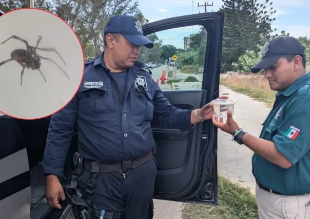 Alerta arácnida en Progreso: Atrapan a peligrosa viuda negra en Chuburná Puerto