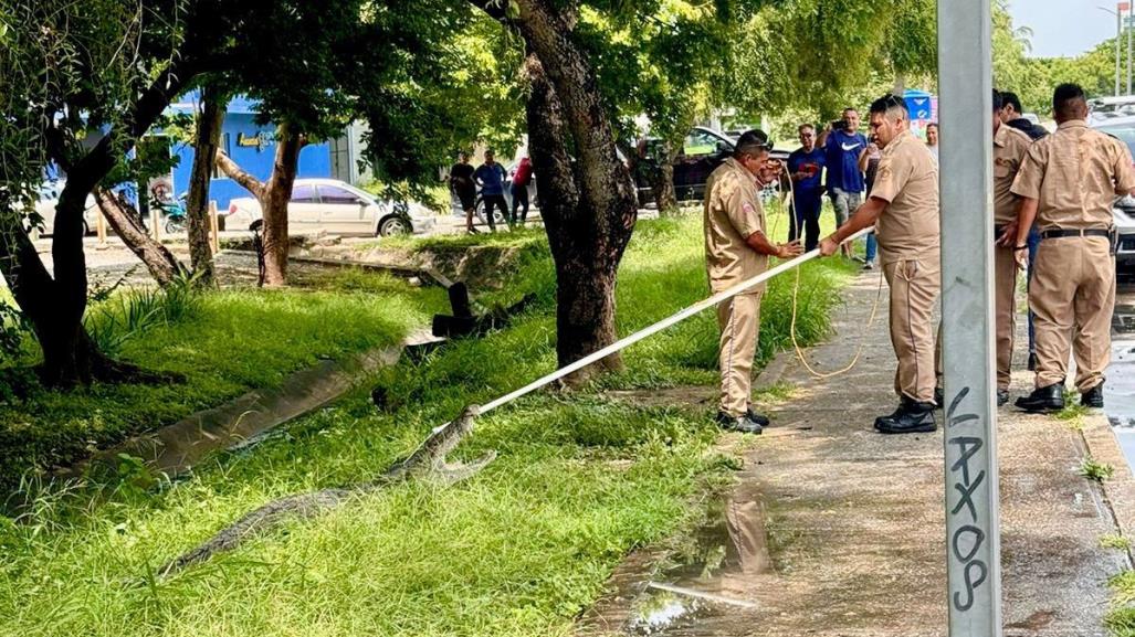 Sorprende captura de inmenso cocodrilo en la Laguna del Carpintero