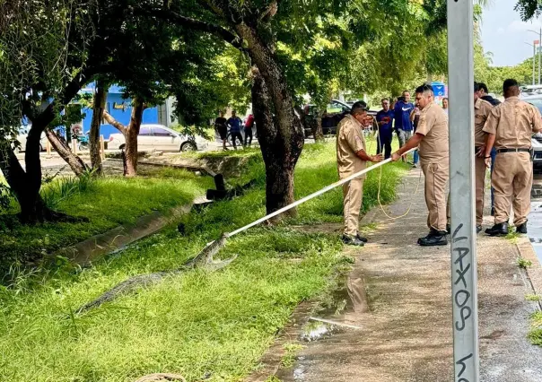 Sorprende captura de inmenso cocodrilo en la Laguna del Carpintero