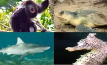 Conanp: Yucatán con casi 300 especies en peligro de extinción