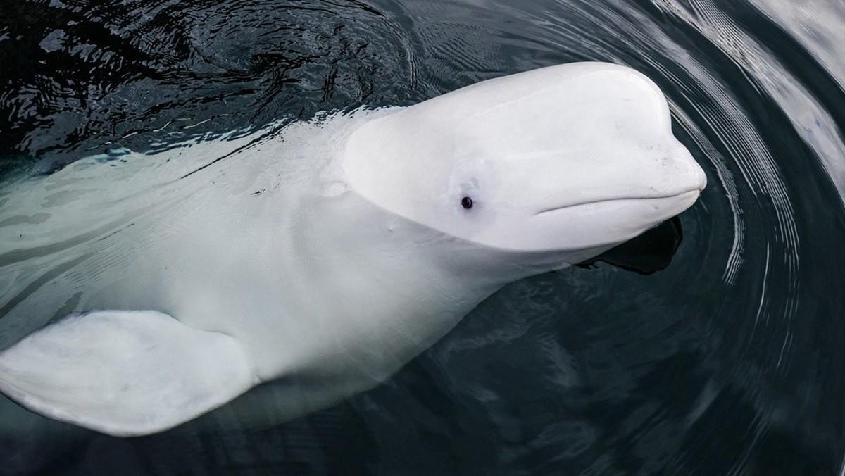 Ballena Valdimir hallada muerta al sur de Noruega. Foto: @ManuelBudigno