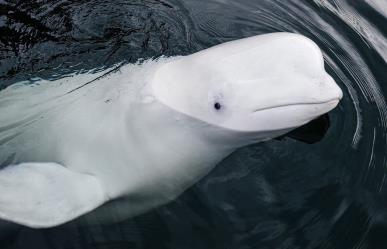 Hallan muerta a ballena sospechosa de ser espía rusa