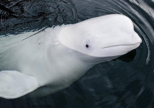 Hallan muerta a ballena sospechosa de ser espía rusa