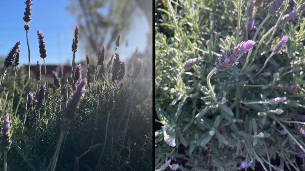 ¿Por qué son importantes los jardines polinizadores en la zona urbana?