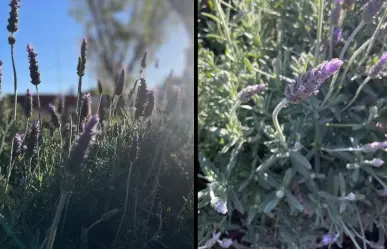 ¿Por qué son importantes los jardines polinizadores en la zona urbana?