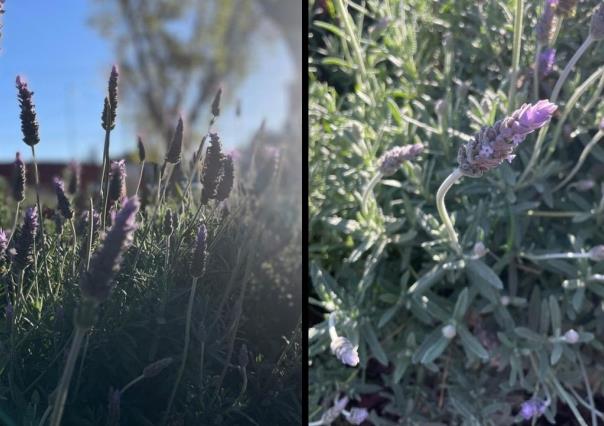 ¿Por qué son importantes los jardines polinizadores en la zona urbana?