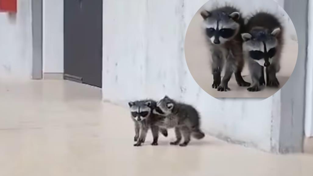 ¡Como universitarios! Mapaches son captados en la Facultad de Veterinaria UNAM