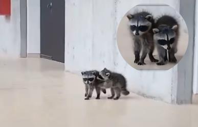 ¡Como universitarios! Mapaches son captados en la Facultad de Veterinaria UNAM