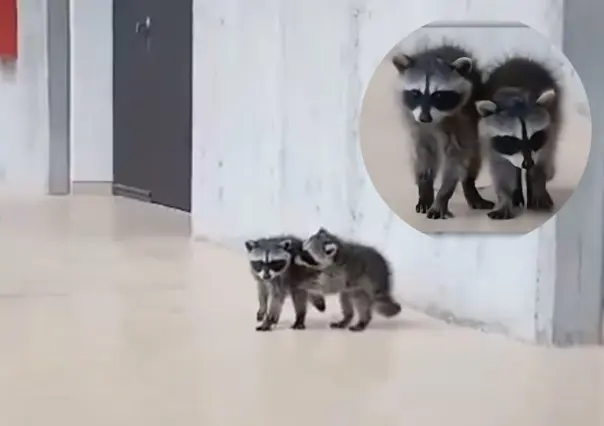 ¡Como universitarios! Mapaches son captados en la Facultad de Veterinaria UNAM