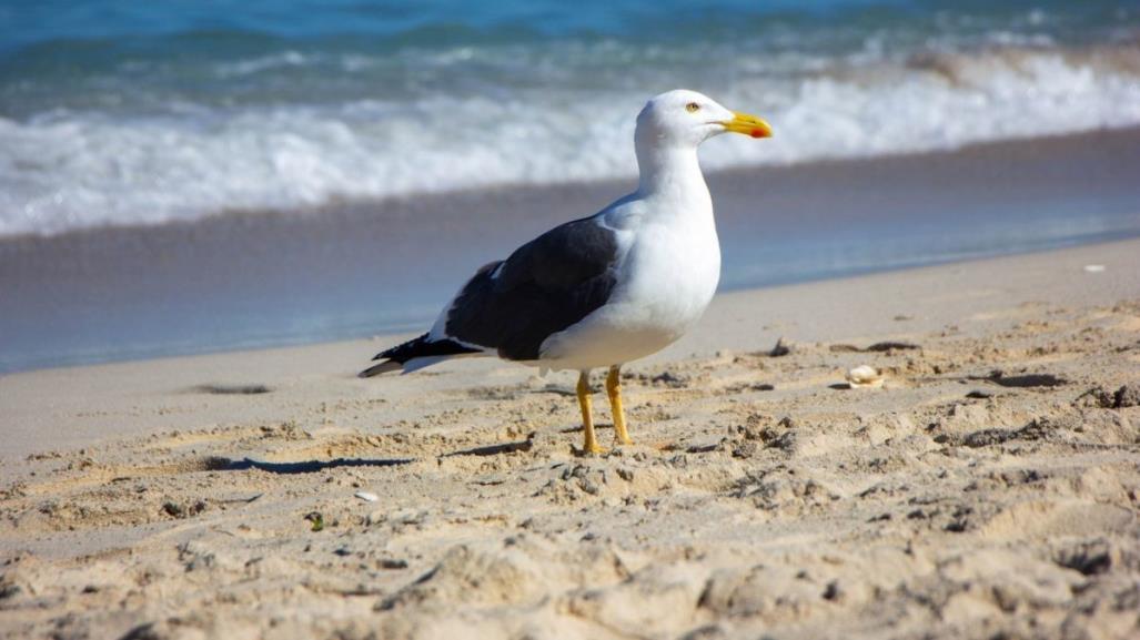 El papel de las aves playeras en nuestros ecosistemas