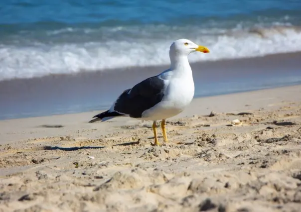 El papel de las aves playeras en nuestros ecosistemas