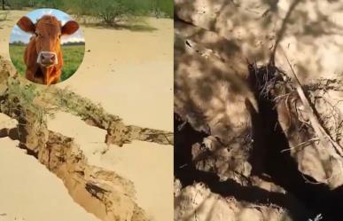Becerros son tragados por una enorme grieta en Sonora (VIDEO)