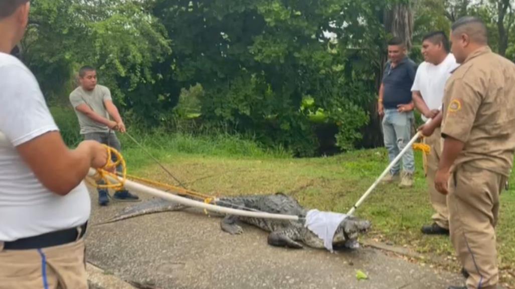 Otra captura de cocodrilo causa alarma en el sur de Tamaulipas