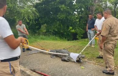 Otra captura de cocodrilo causa alarma en el sur de Tamaulipas