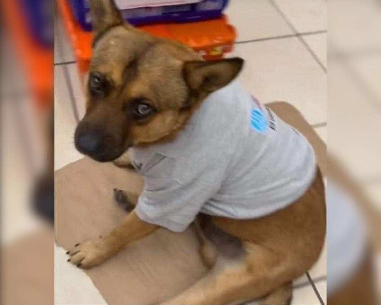 El Gordo ha recibido cariño y alimento por parte de sus nuevos compañeros, y se ha convertido en el guardián de la farmacia, ubicándose todos los días en la entrada para recibir a los clientes. Foto: Redes sociales