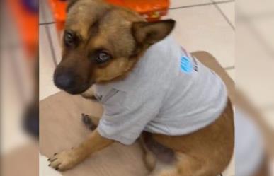 Farmacias Guadalajara adopta a El Gordo, un perrito callejero