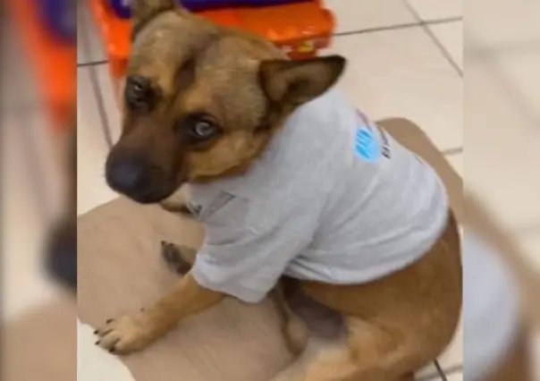 Farmacias Guadalajara adopta a El Gordo, un perrito callejero