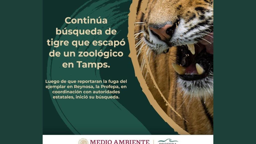 Reynosa Intensifica búsqueda de tigre